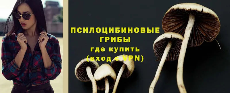 Галлюциногенные грибы Psilocybine cubensis  Рассказово 